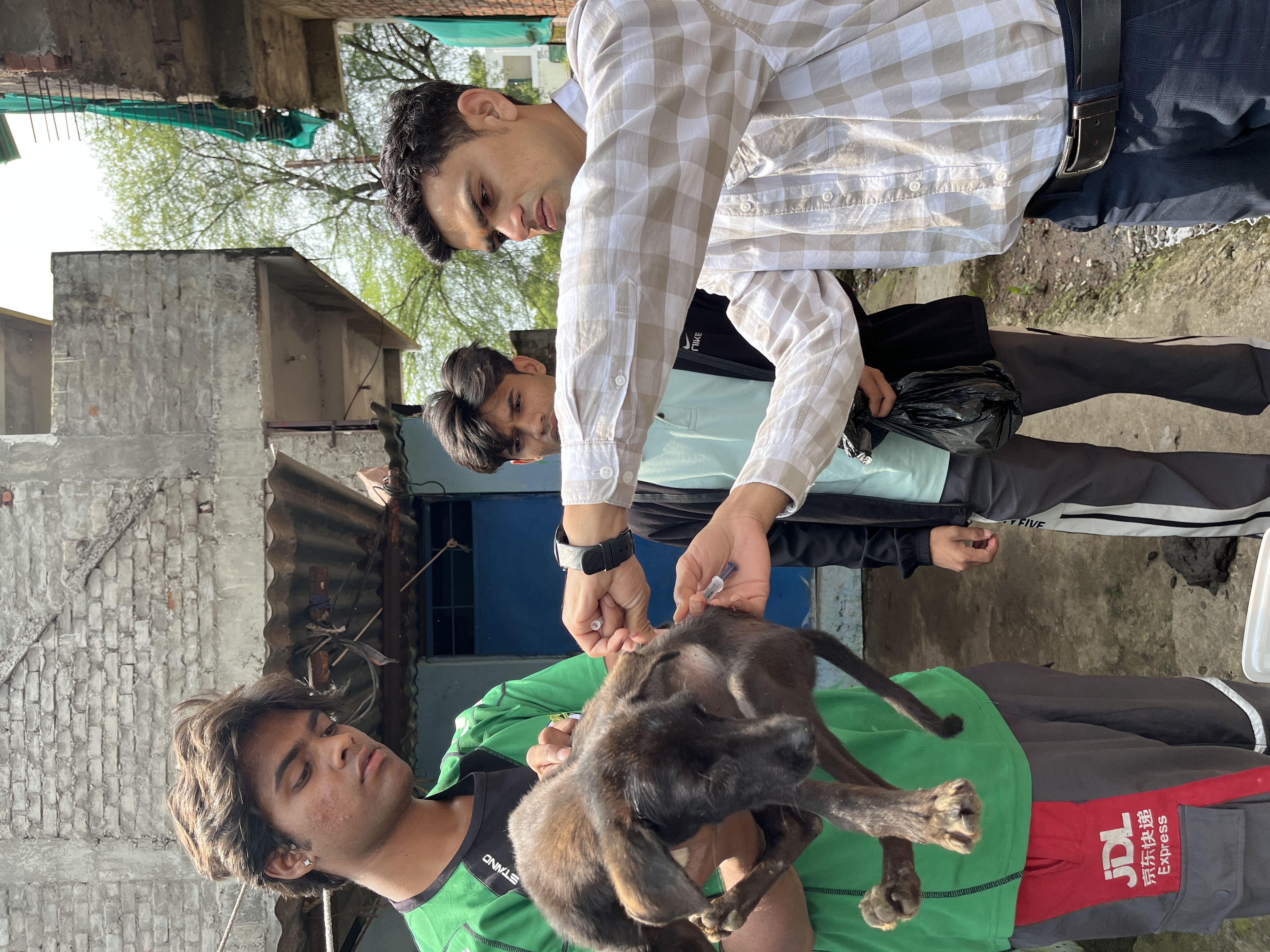 A dog being vaccinated by our team